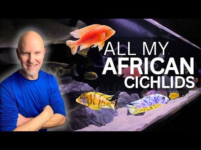 Every AFRICAN CICHLID in Detail!