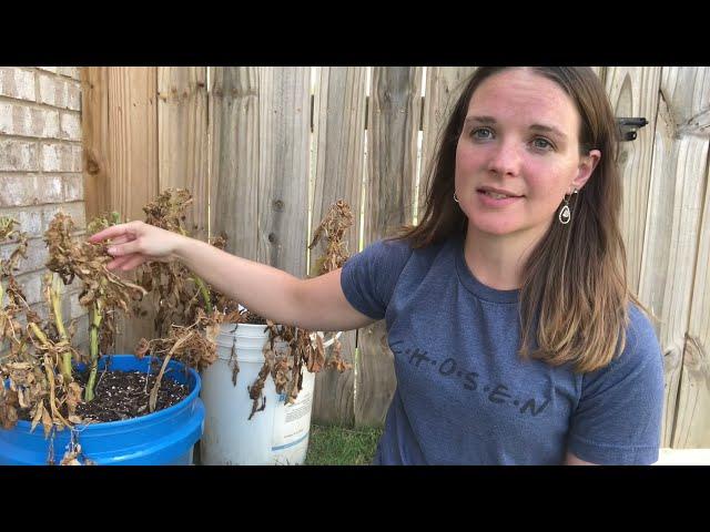 Potatoes in Containers | Time Elapsed | Harvest