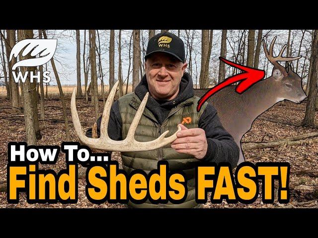 Speed Hunting For Shed Antlers