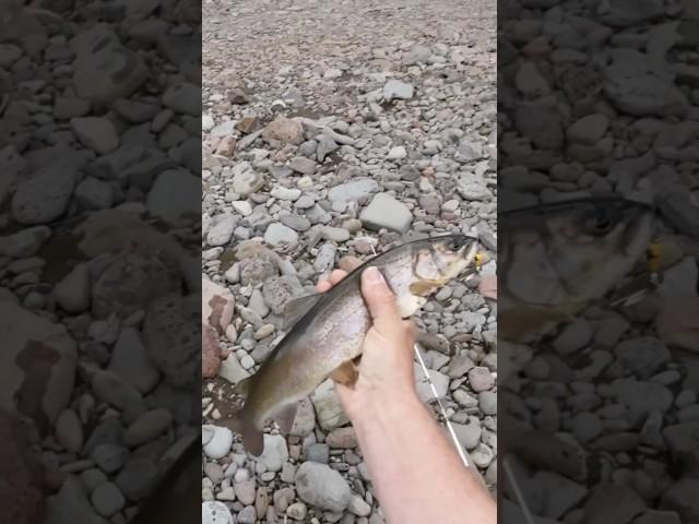 Ленок из под коряг!!! Спиннинг в дугу!!!!!! #fishing#fish#Bigfish#рыбалка#лосось#