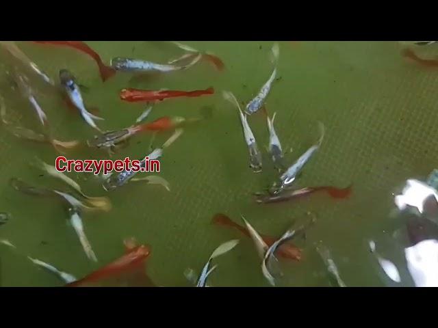 Highbreed Guppy Wholesale  - Mixed Guppy Wholesale Fish Farm Kerala Guppy Pairs