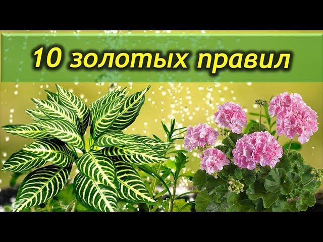 10 золотых правил ухода за комнатными растениями. Это должен знать каждый цветовод.