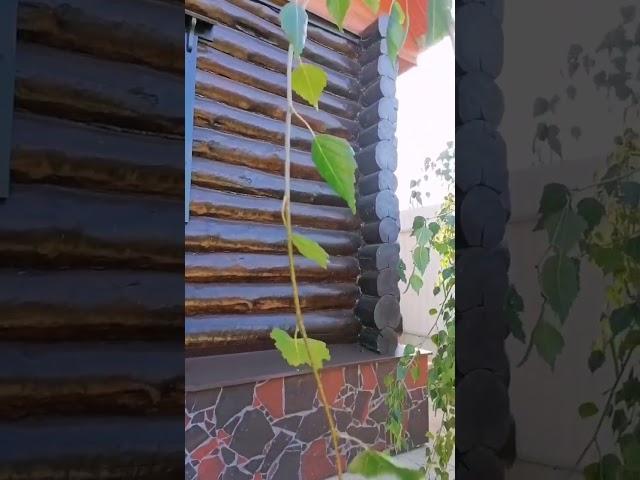 Берёза Юнги во всем великолепии! ⭐️Betula pendula Youngii️