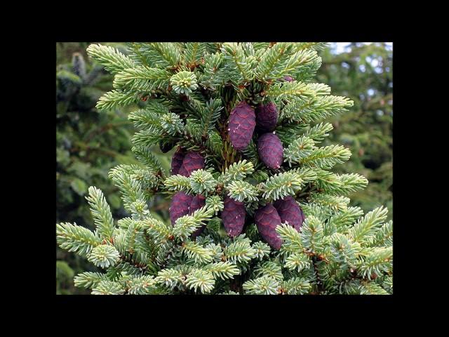 KNOW  YOUR CONIFERS!