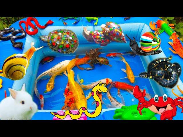 Go to the Garden to Find Colorful Snails with Rabbits Vlog, Find Snakes, Frogs, Crabs, Turtles