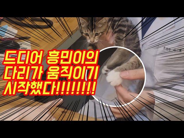 Korean psychopaths cured a paraplegic cat.