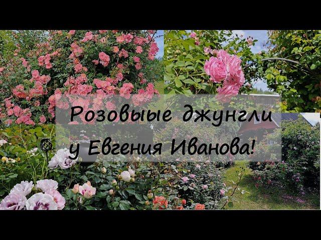 Розовые джунгли в саду у Евгения Иванова! А нам и не снилось!!! 1 часть. Северо-Западный регион.
