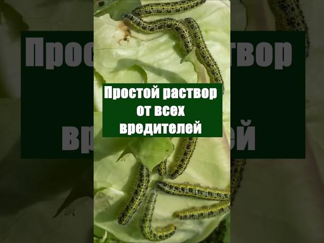 Простой раствор от всех вредителей #огород #сад #дача #вредители