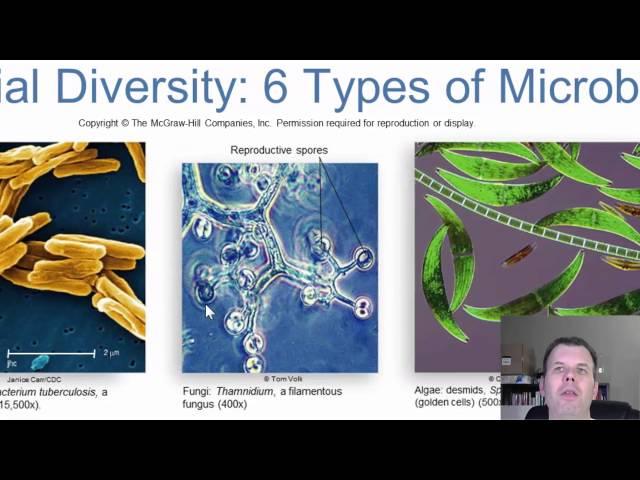 Chapter 1   Introduction to Microbiology