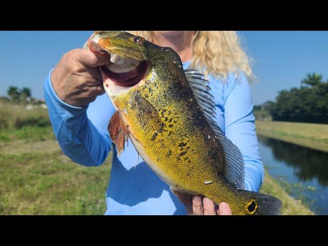 Nice Peacock after knot in line