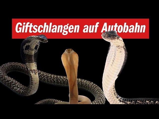 GIFTSCHLANGEN auf der Autobahn!