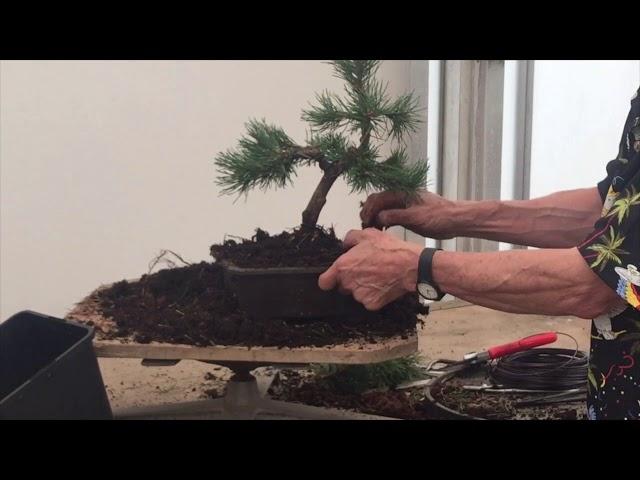 Making Bonsai from a Mugo Pine