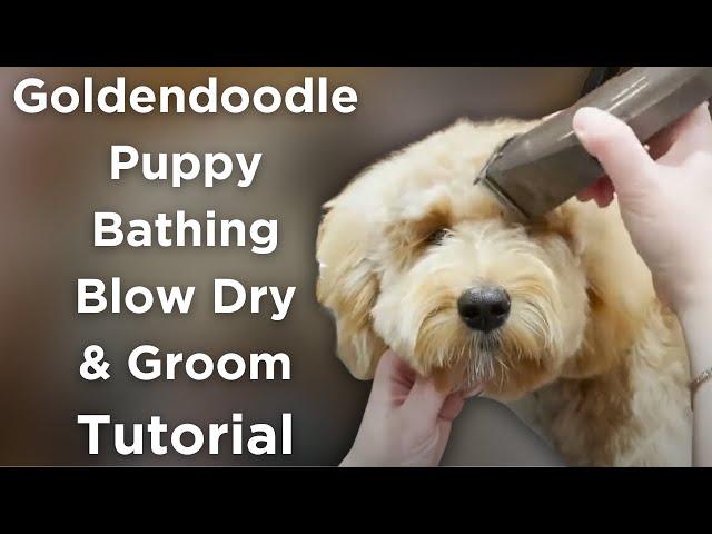 Bathing, Blow Drying, and Trimming a Doodle Puppy | At Home Dog Grooming Tutorial