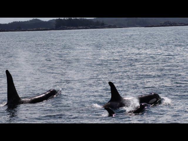 Crossing the notorious Hecate Strait - Cruising Sea Venture - EP 8