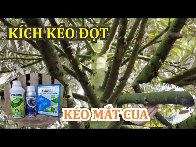 Giai đoạn kéo mắt cua | Kích lại cơi đọt sau khi sáng mắt cua, tưới nước lại