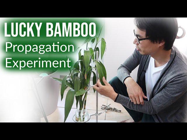 Lucky Bamboo Propagation Experiment | House Plant Journal