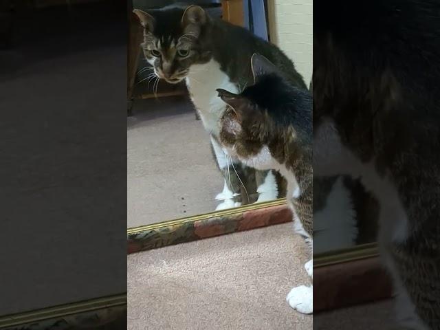 鏡を見た猫一体君は何者なんだ？