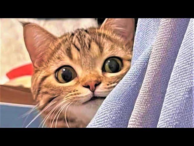 Best Funny cat videos 2023 Funny animal videos of Summer 2023