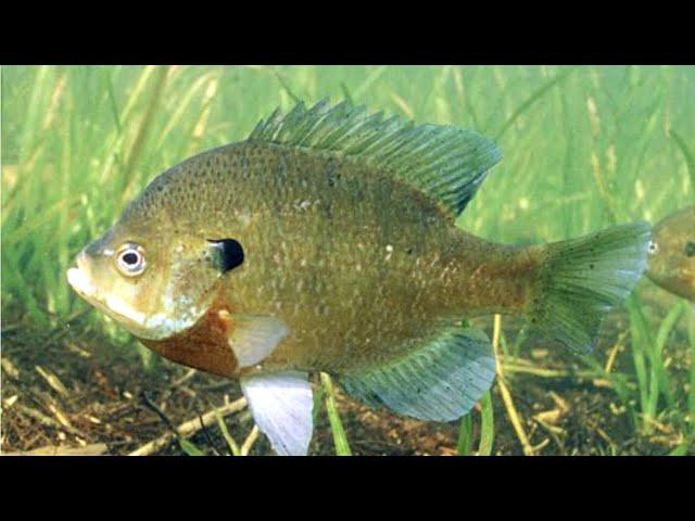 Facts: The Bluegill