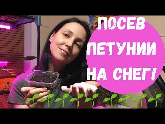 Как посеять петунию на снег,подробное видео с результатом!