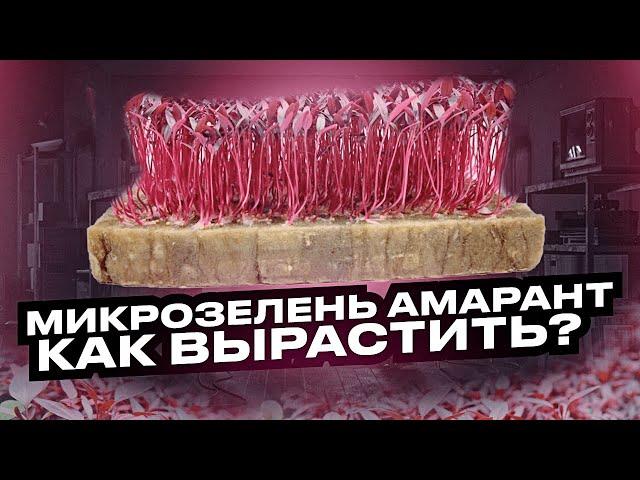 Как посадить и вырастить микрозелень амарант?! Технология выращивания микрозелени - бейбилиста!