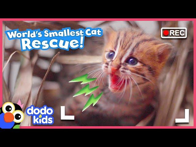 Mom’s Daring Baby Wild Cat Rescue Caught On Camera! | Dodo Kids | Rescued!