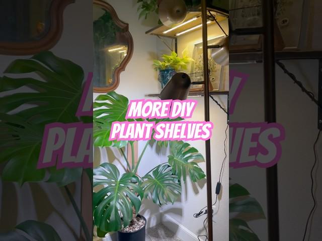 #diyplantshelves #plantshelf #houseplants #plants #monsteradeliciosa #monstera #diy