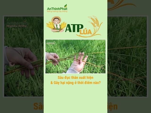 SÂU ĐỤC THÂN XUẤT HIỆN VÀ GÂY HẠI VÀO THỜI ĐIỂM NÀO | An Thịnh Phát