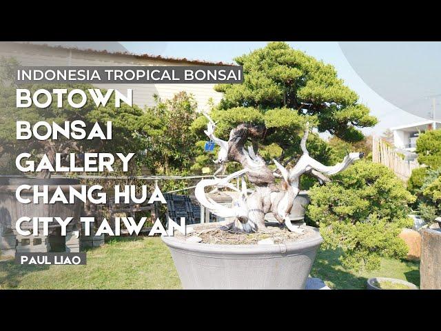 Gallery Bonsai Spesialis Bonsai Cemara Juniper, Botown Bonsai di kota Chang Hua ,Taiwan