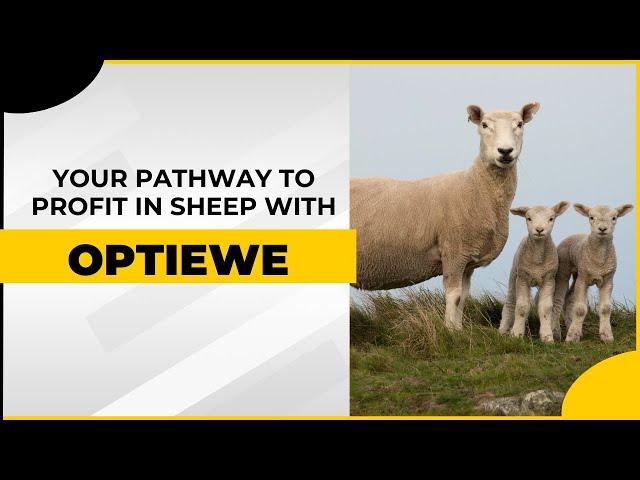 OptiEwe । Your Pathway to Profit in Sheep