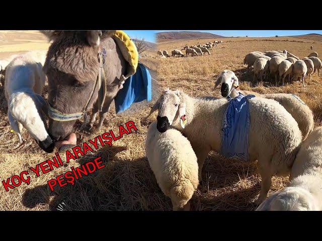 KANGAL KOYUNU | KOÇLANMA İŞİ DEVAM EDİYOR