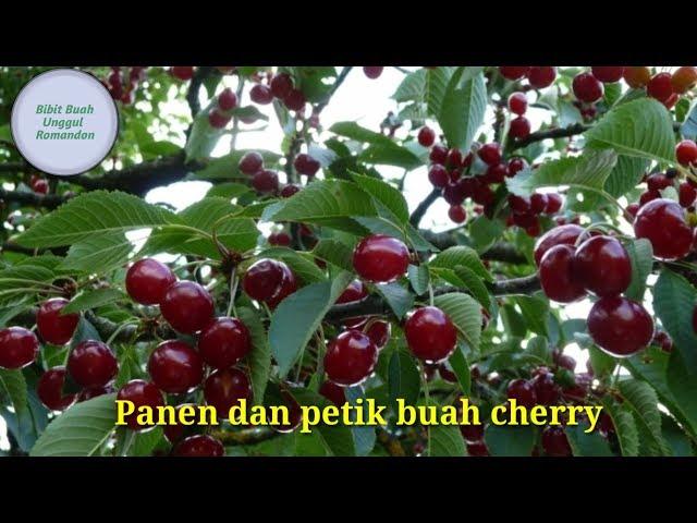 PETIK/PANEN BUAH CERI DI KEBUN