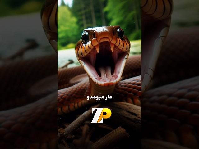 راسو و مار