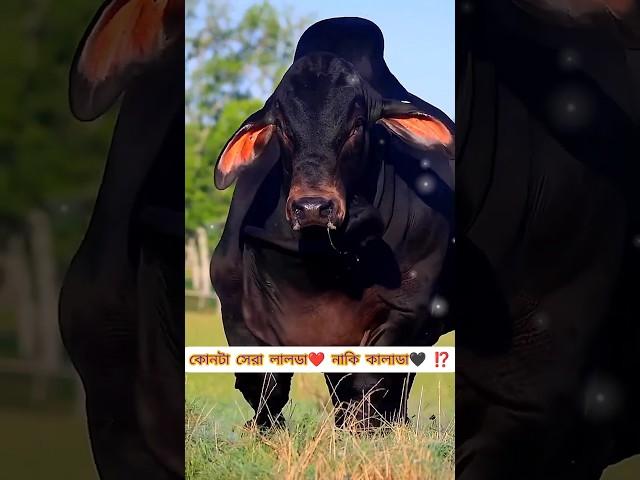 বিশাল বড় গরু  কে সেরা লালডা নাকি কালাডা ⁉️️#cow #animals #shorts #viral #foryou #2024