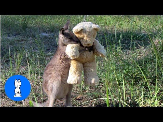 Baby Kangaroos & Joeys - CUTEST Compilation