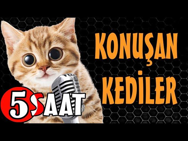 Konuşan Kediler 5 Saat - Sinema Tadında Komik Kediler - PATİ TV