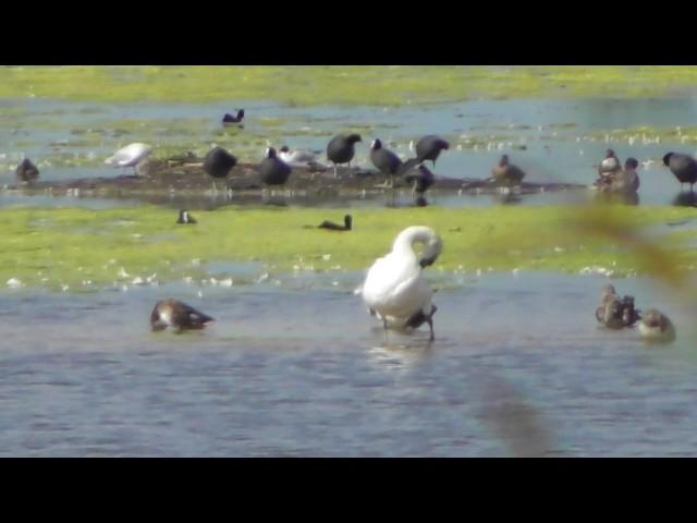 wildlife Swans & Ducks preen at   Burwell Fen Wicken fen 1Jun2017 401p