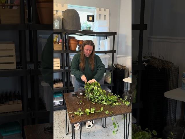 Aroid Mix linked in bio!  #houseplant #repotting #propagation #pothos