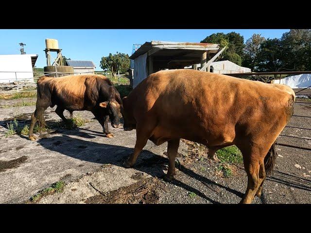 Bulls Are Off To The Works, Just Hope They Don't Destroy The Yards First?!