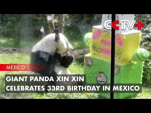 Giant Panda Xin Xin Celebrates 33rd Birthday in Mexico