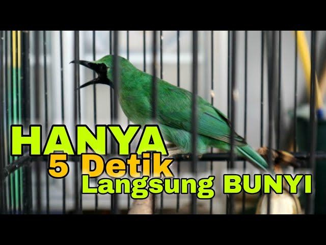 Pancingan CUCAK IJO Biar Langsung GACOR