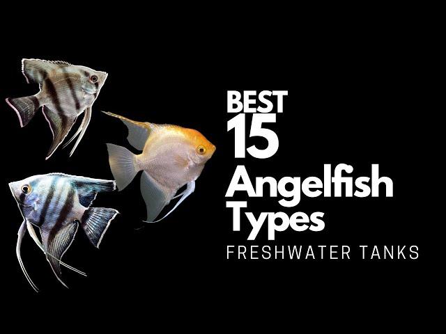 15 Best Types of Angelfish  (Don't Miss These Angels)