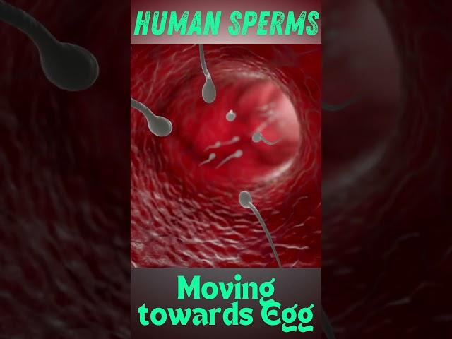 Sperm journey towards egg | How sperm meets egg | Human sperm traveling to egg under microscope