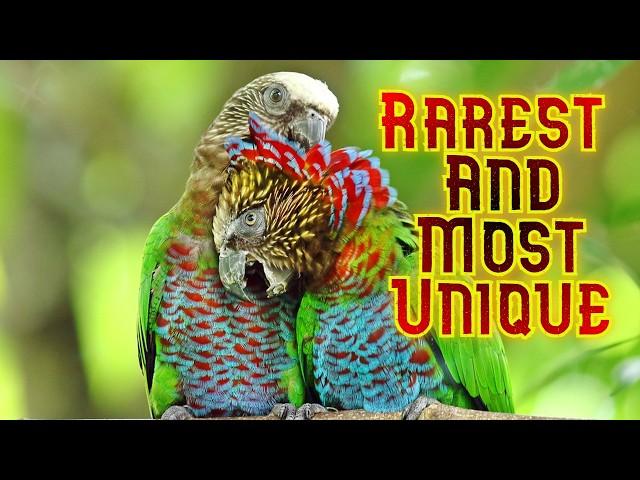 Most Mysterious and Unique Parrots on Earth  