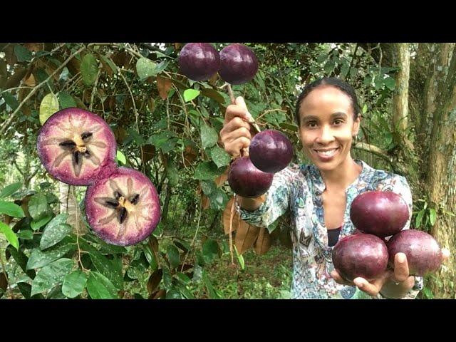 Jamaican Star Apple HARVEST / How to EAT Star Apple / Star Apple BENEFITS & NUTRITION FACTS