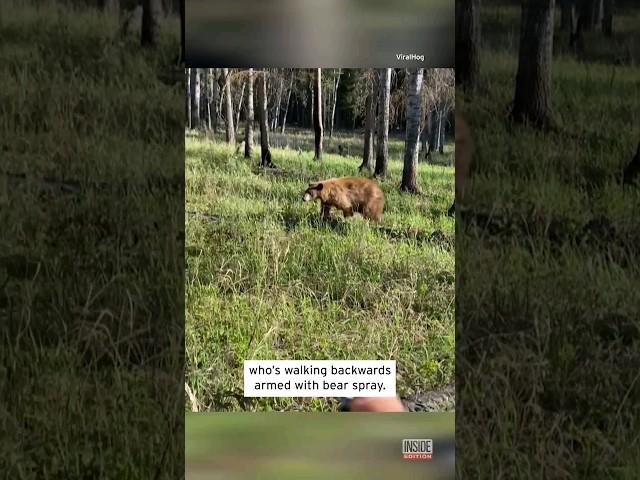 Man Uses Spray on Pursuing Bear #shorts