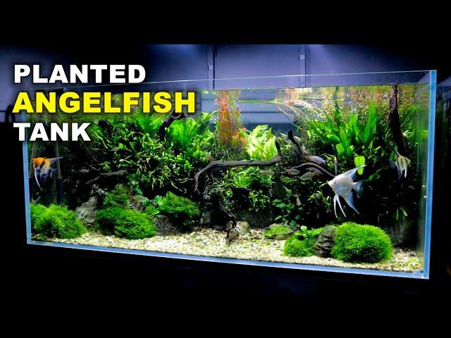 Aquascape Tutorial: Non co2 4ft Angelfish Aquarium (How To: Full Step By Step Guide, Planted Tank)