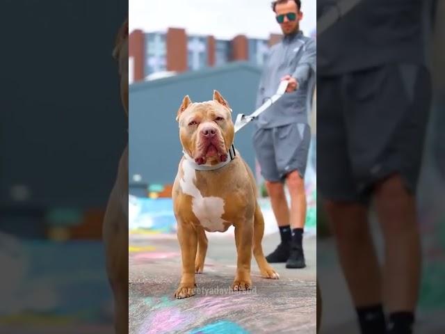 Pitbull dog attitude whatsApp status #shorts #pitbull