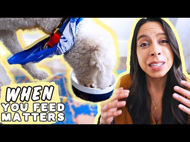 HOW TO FEED A DOG OR PUPPY CORRECTLY   How many times a day you should feed your dog