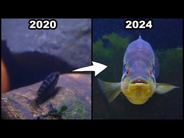 1,780 Days Of Raising A Demon Fish